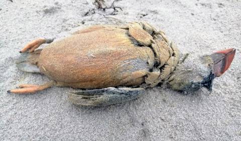 Ducias de aves mariñas petroleadas abeiran nas costas galegas por un posíbel 