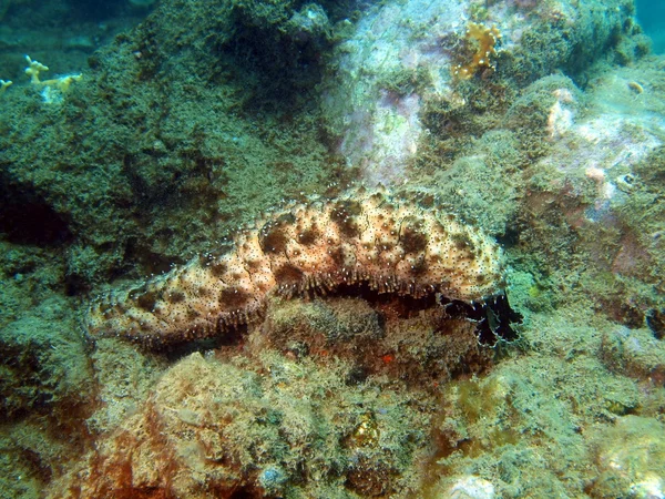 depositphotos 16339209 stock photo sea cucumber vietnam