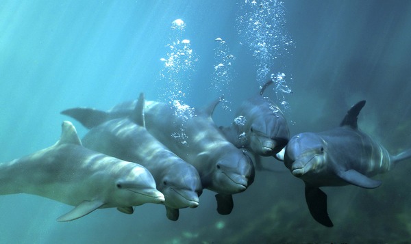 delfinesenunapiscina