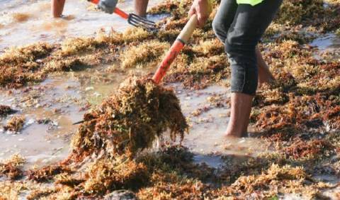 Las algas Gelidium, los bosques submarinos de la costa cantábrica, en estado vulnerable